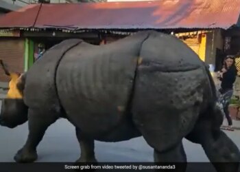 नेपाल की सड़कों पर खुलेआम घूमता दिख रहा ये गैंडा, लोग भी निडर होकर लेने लगे सेल्फी
