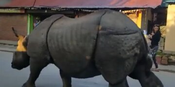 नेपाल की सड़कों पर खुलेआम घूमता दिख रहा ये गैंडा, लोग भी निडर होकर लेने लगे सेल्फी