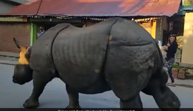 नेपाल की सड़कों पर खुलेआम घूमता दिख रहा ये गैंडा, लोग भी निडर होकर लेने लगे सेल्फी