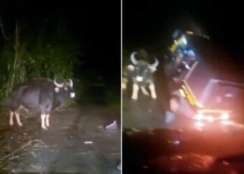Saand Ka Video: Indian Bison Attacks Auto Rickshaw Video Of Indian Bison Ramming Into Autorickshaw | Angry Bull Suddenly Attacked On Auto