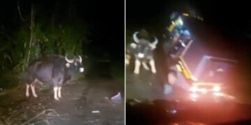 Saand Ka Video: Indian Bison Attacks Auto Rickshaw Video Of Indian Bison Ramming Into Autorickshaw | Angry Bull Suddenly Attacked On Auto
