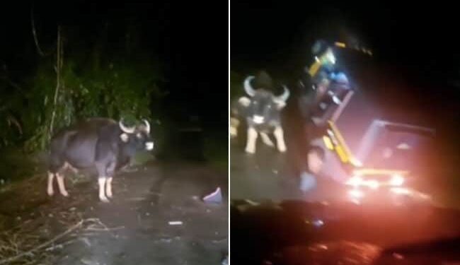 Saand Ka Video: Indian Bison Attacks Auto Rickshaw Video Of Indian Bison Ramming Into Autorickshaw | Angry Bull Suddenly Attacked On Auto