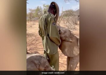 Baby Elephant Give Trunk Cuddles To Keeper Internet Delighted See Cute Viral Video