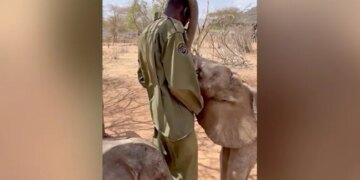 Baby Elephant Give Trunk Cuddles To Keeper Internet Delighted See Cute Viral Video