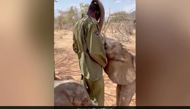 Baby Elephant Give Trunk Cuddles To Keeper Internet Delighted See Cute Viral Video
