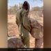 Baby Elephant Give Trunk Cuddles To Keeper Internet Delighted See Cute Viral Video