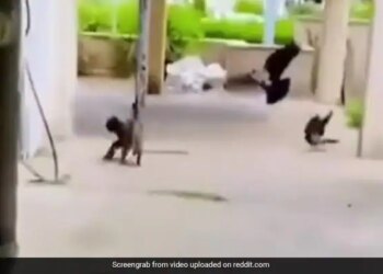 Cat Jumped In The Air Caught The Flying Bird Fell Down Many Birds Attacked And Then What Happened Shocking Video