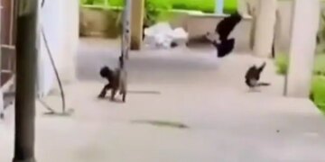 Cat Jumped In The Air Caught The Flying Bird Fell Down Many Birds Attacked And Then What Happened Shocking Video