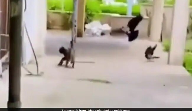 Cat Jumped In The Air Caught The Flying Bird Fell Down Many Birds Attacked And Then What Happened Shocking Video