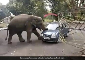 Elephant Takes A Car For Spin In Search Of Food Video Went Viral On Social Media Platforms