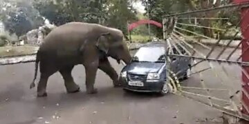 Elephant Takes A Car For Spin In Search Of Food Video Went Viral On Social Media Platforms