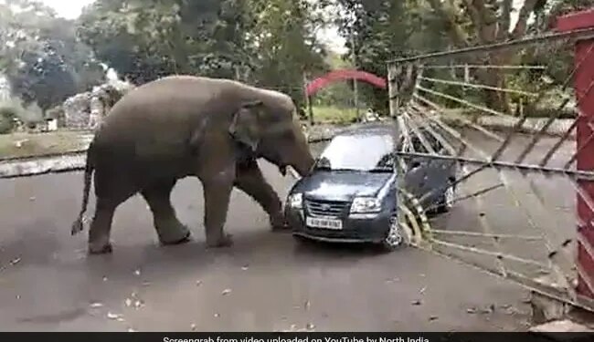 Elephant Takes A Car For Spin In Search Of Food Video Went Viral On Social Media Platforms