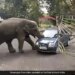 Elephant Takes A Car For Spin In Search Of Food Video Went Viral On Social Media Platforms