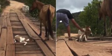 This Baby Horse Was Stuck On A Bridge Until A Guy Come Along And Refused To Leave Him There – बच्चा ब्रिज में फंसा हुआ था, मां रुकी रही, वीडियो देख कहेंगे