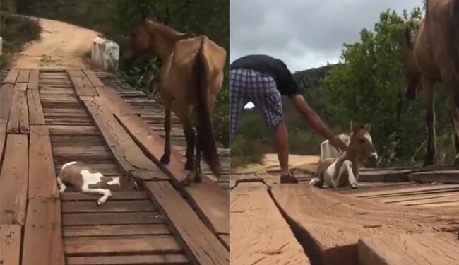 This Baby Horse Was Stuck On A Bridge Until A Guy Come Along And Refused To Leave Him There – बच्चा ब्रिज में फंसा हुआ था, मां रुकी रही, वीडियो देख कहेंगे