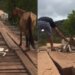 This Baby Horse Was Stuck On A Bridge Until A Guy Come Along And Refused To Leave Him There – बच्चा ब्रिज में फंसा हुआ था, मां रुकी रही, वीडियो देख कहेंगे