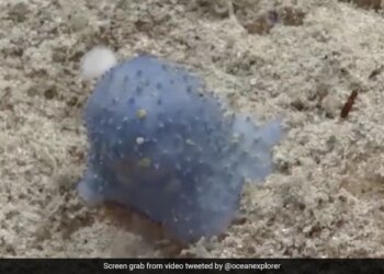 Mysterious Creature Blue Goo Found In The Atlantic Ocean Baffles Scientists