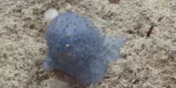 Mysterious Creature Blue Goo Found In The Atlantic Ocean Baffles Scientists
