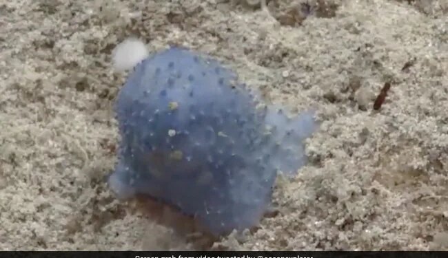Mysterious Creature Blue Goo Found In The Atlantic Ocean Baffles Scientists