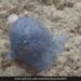 Mysterious Creature Blue Goo Found In The Atlantic Ocean Baffles Scientists