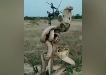 How Many Snakes Entangled In Each Other Are Present In This Picture? Know The Whole Truth By Watching The Video