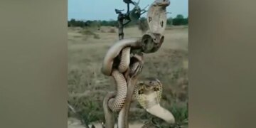 How Many Snakes Entangled In Each Other Are Present In This Picture? Know The Whole Truth By Watching The Video