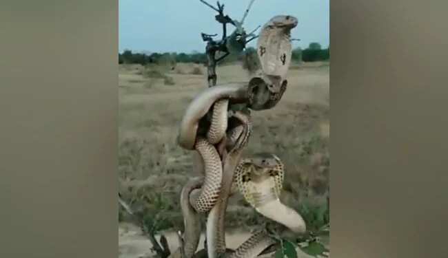How Many Snakes Entangled In Each Other Are Present In This Picture? Know The Whole Truth By Watching The Video