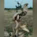 How Many Snakes Entangled In Each Other Are Present In This Picture? Know The Whole Truth By Watching The Video
