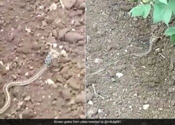 Horned Snake Trending Video Snake With Horn Viral Video On Social Media
