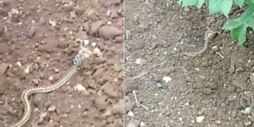 Horned Snake Trending Video Snake With Horn Viral Video On Social Media