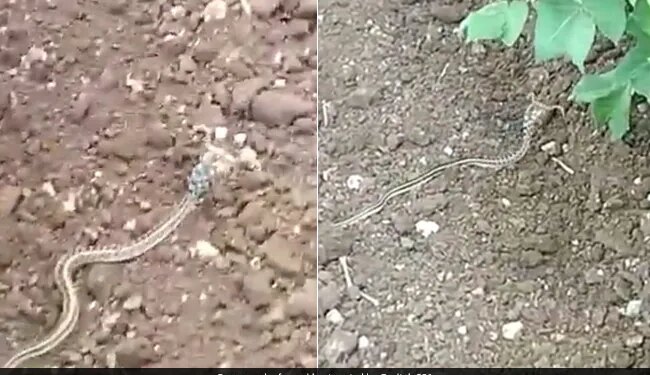 Horned Snake Trending Video Snake With Horn Viral Video On Social Media