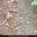 Horned Snake Trending Video Snake With Horn Viral Video On Social Media