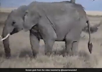 Mother Elephant Walks Away After Baby Elephant Throws A Tantrum See Adorable Viral Video