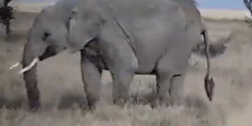 Mother Elephant Walks Away After Baby Elephant Throws A Tantrum See Adorable Viral Video