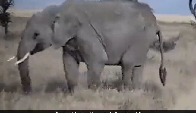 Mother Elephant Walks Away After Baby Elephant Throws A Tantrum See Adorable Viral Video