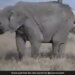 Mother Elephant Walks Away After Baby Elephant Throws A Tantrum See Adorable Viral Video