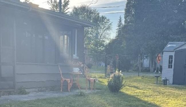 इस तस्वीर में कहीं खो गया कुत्ता, अगर आपकी नज़रें हैं तेज़ तो 10 सेकंड में खोज दें