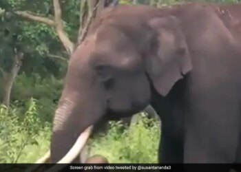 Elephant Eating Plastic Heartbreaking Video Shows Hungry Elephant Trying To Eat Plastic Internet Gets Angry