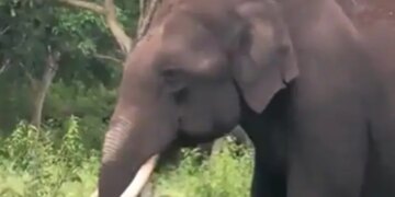 Elephant Eating Plastic Heartbreaking Video Shows Hungry Elephant Trying To Eat Plastic Internet Gets Angry