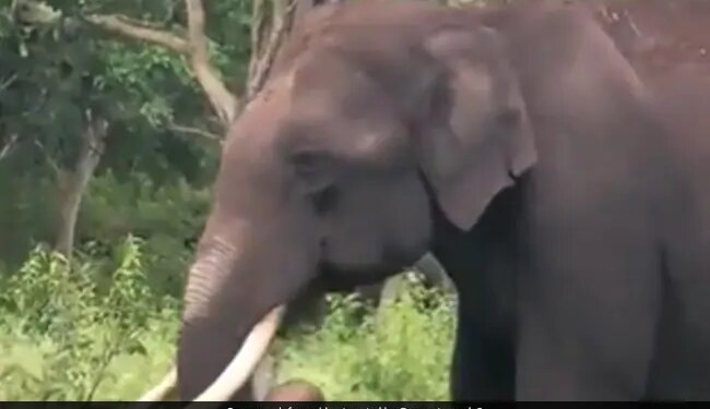 Elephant Eating Plastic Heartbreaking Video Shows Hungry Elephant Trying To Eat Plastic Internet Gets Angry