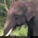 Elephant Eating Plastic Heartbreaking Video Shows Hungry Elephant Trying To Eat Plastic Internet Gets Angry