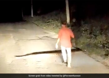 Man Caught Huge Snake With Bare Hands Picked It Up Then What Happened Next See Shocking Viral Video
