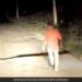 Man Caught Huge Snake With Bare Hands Picked It Up Then What Happened Next See Shocking Viral Video
