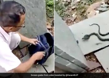 Viral Video: Dangerous Black Snake Came Out Of School Bag Of Girl Student, People Were Surprised To See The Video