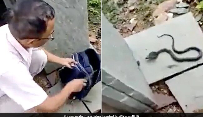 Viral Video: Dangerous Black Snake Came Out Of School Bag Of Girl Student, People Were Surprised To See The Video