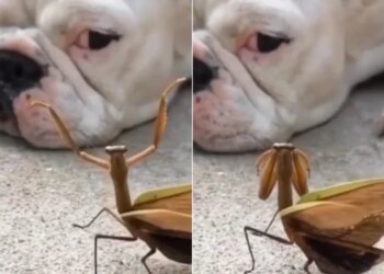 Mantis Special Dance To Woo Dog In Viral Video: Video Of Mantis Dancing To Cheer Up Dog Impresses Netizens