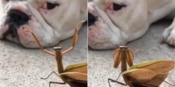 Mantis Special Dance To Woo Dog In Viral Video: Video Of Mantis Dancing To Cheer Up Dog Impresses Netizens