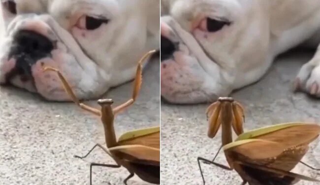 Mantis Special Dance To Woo Dog In Viral Video: Video Of Mantis Dancing To Cheer Up Dog Impresses Netizens