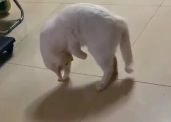 After All, Which Animal Is This, Have You Ever Seen It? The Truth Will Be Known Only After Watching The Video