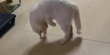 After All, Which Animal Is This, Have You Ever Seen It? The Truth Will Be Known Only After Watching The Video